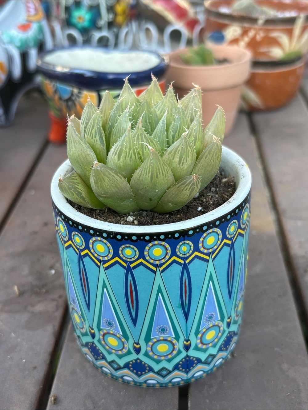 Decorative Turquoise Geometric Ceramic Pot with Green Succulent